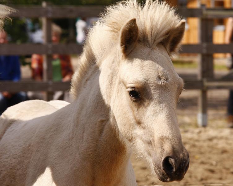 Lysir von Heidmoor b.jpg